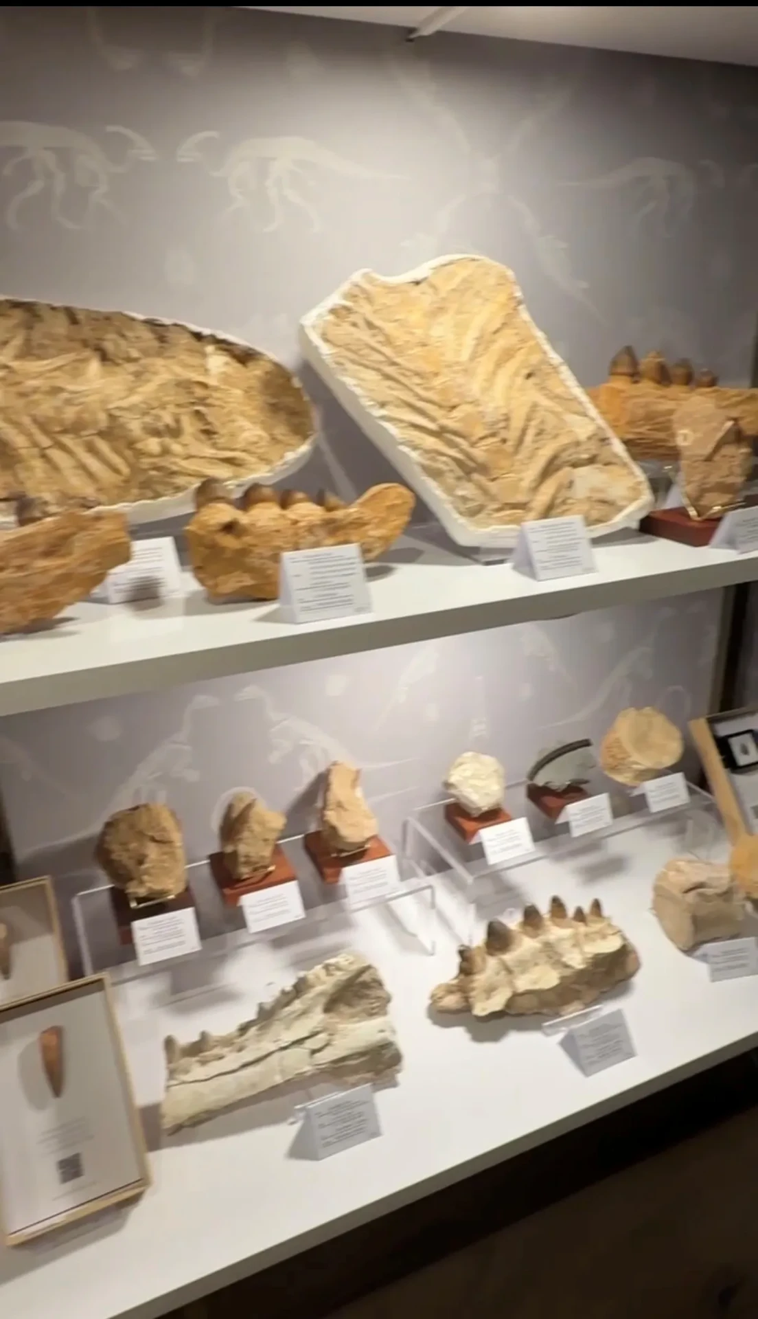 Fossils and specimens on white display shelves