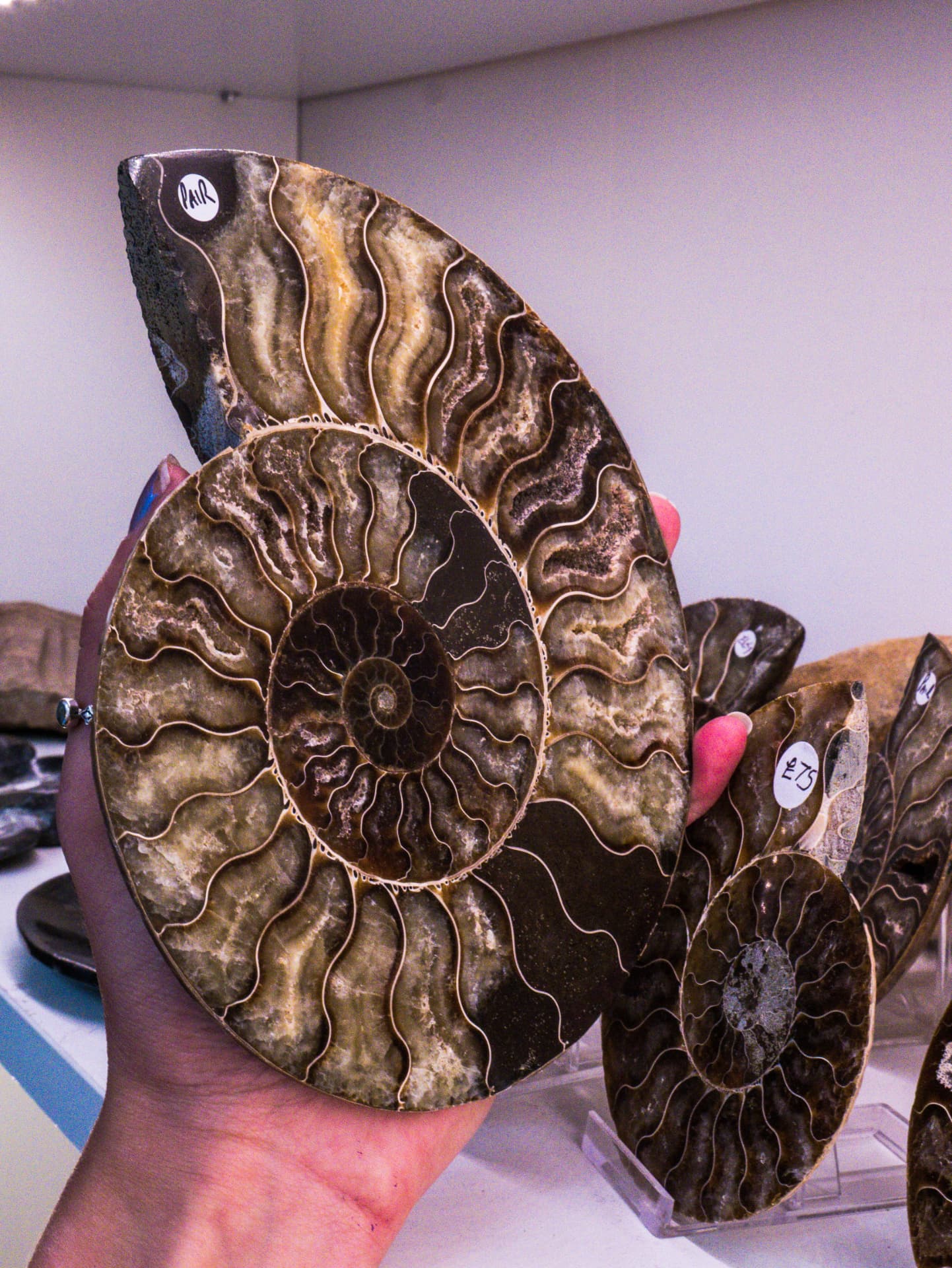 Hand holding a polished ammonite fossil pair in the Hidden Treasures shop
